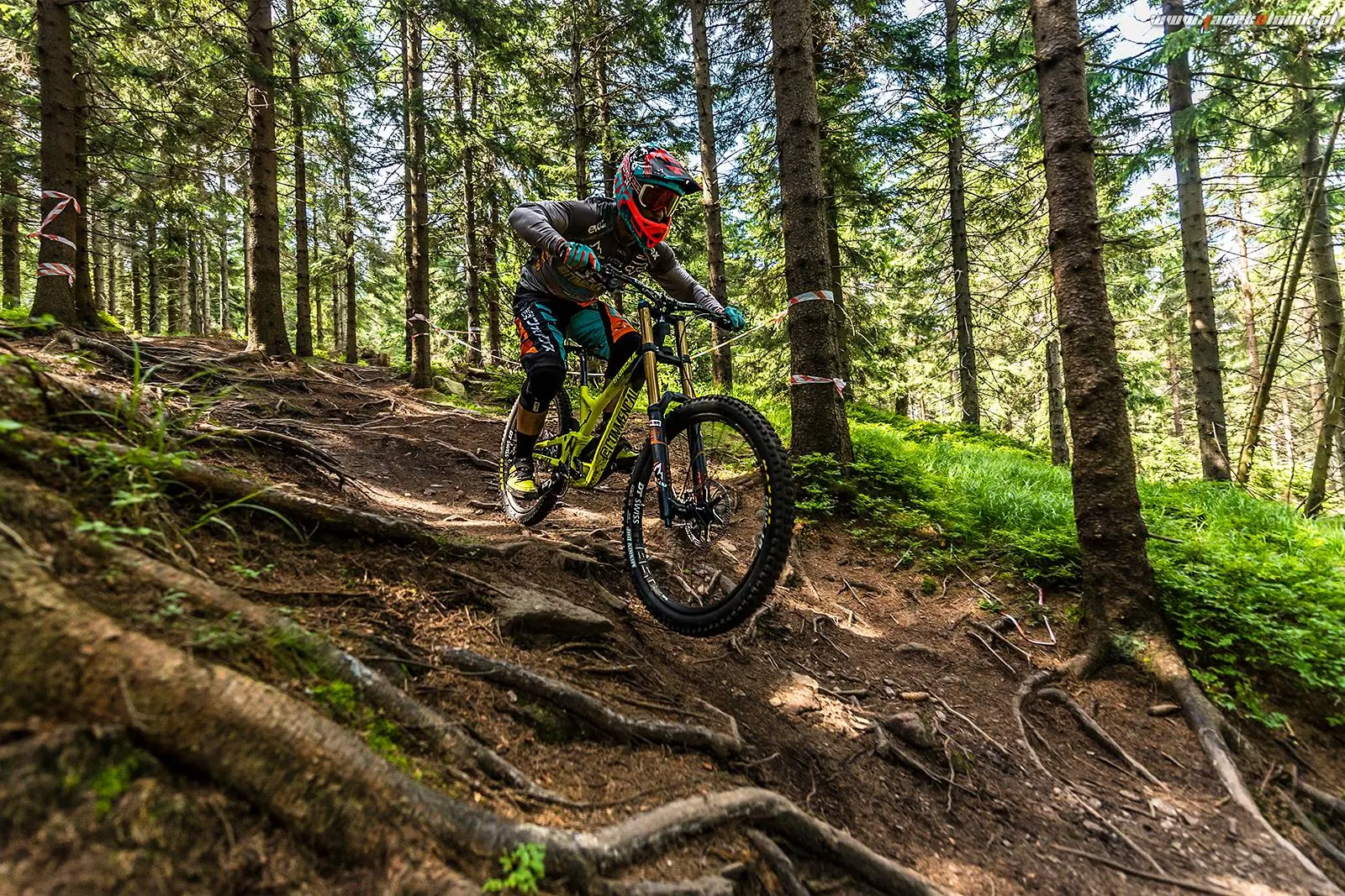 Zawodnik enduro zjeżdża po korzeniach w świerkowym lesie